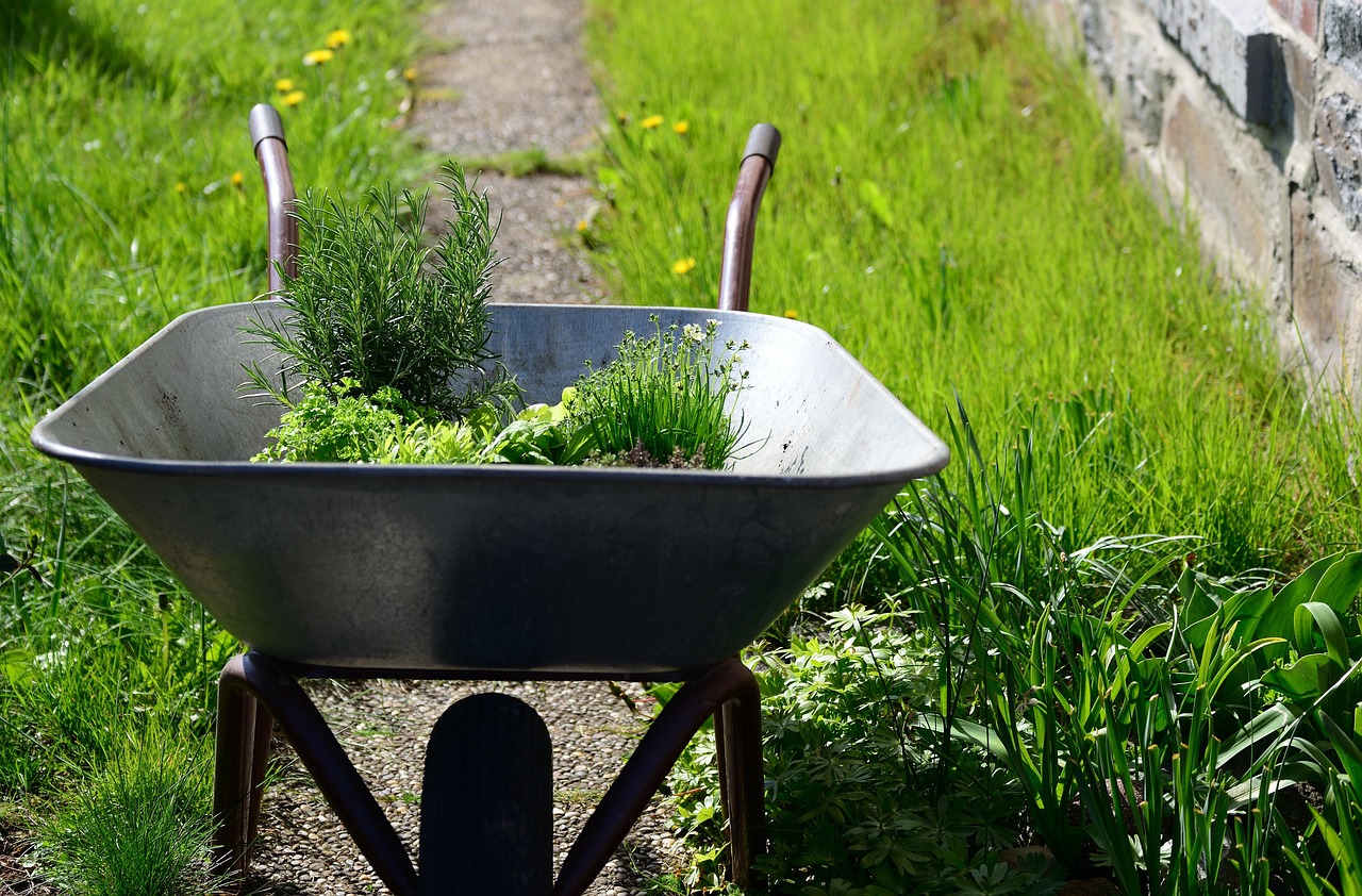 garden, nature, herbs, wheelbarrow, gardening, plants, greens